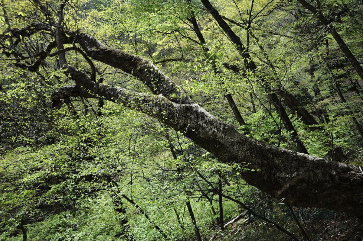 雲取山　日帰り登山